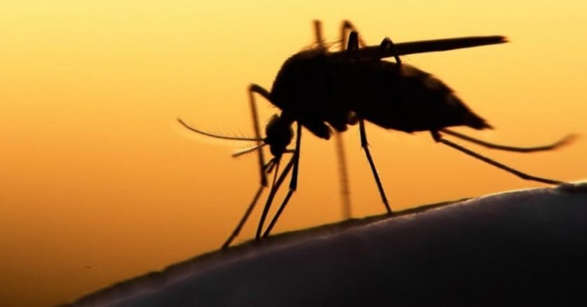 Δύναμη Ζωής: Στο έλεος των κουνουπιών οι πολίτες της Αττικής