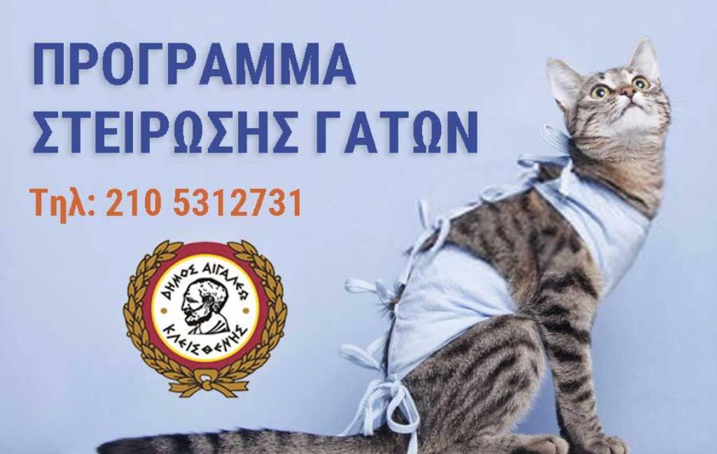 Νέο πρόγραμμα στειρώσεων για γάτες στο Δήμο Αιγάλεω